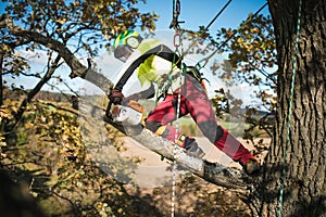 Arborist man cutting a branches with chainsaw and throw on a ground. The worker with helmet working at height on the trees. Lumber