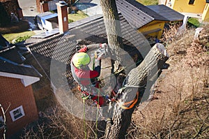 Arborist man cutting a branches with chainsaw and throw on a ground. The worker with helmet working at height on the trees. Lumber