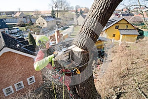 Arborist man cutting a branches with chainsaw and throw on a ground. The worker with helmet working at height on the trees. Lumber