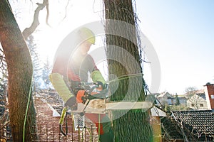 Arborist man cutting a branches with chainsaw and throw on a ground. The worker with helmet working at height on the trees. Lumber