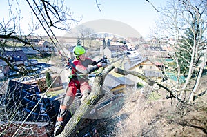 Arborist man cutting a branches with chainsaw and throw on a ground. The worker with helmet working at height on the trees. Lumber