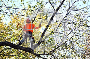 Arborist pruning tree branches .