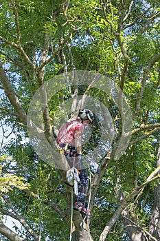 Arborist ready to work up a tree