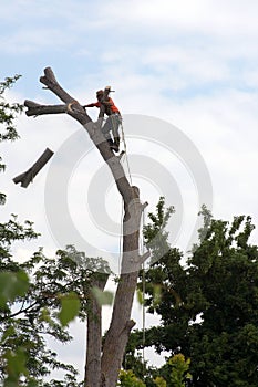 Arborist sequence - tree cutting