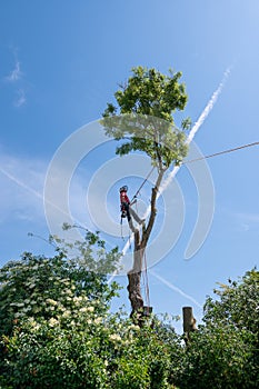 Arborist standing on tall tree stumps