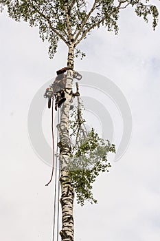 Arborist throws off a branch