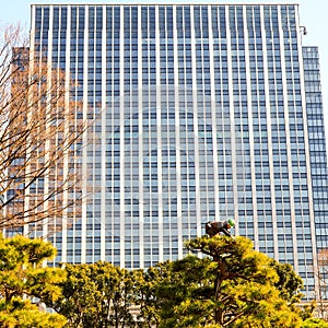 An arborist, tree surgeon, at work on top of a tree in Tokyo Japan.