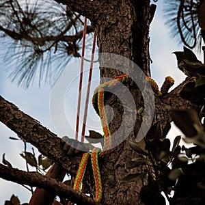 Arborist Uses Safety Rope