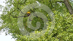 An arborist using a chainsaw to cut a walnut tree, tree pruning