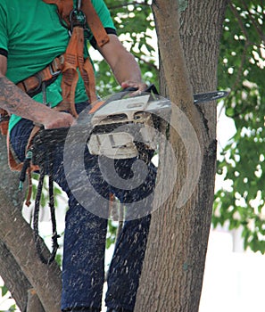 An arborist using a chainsaw to prune a tree.