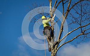 Arborist wearing ropes and harness trims tall birch tree