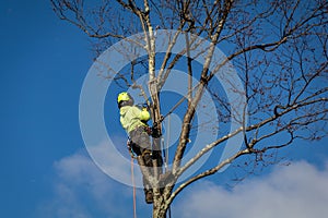 Arborist wearing ropes and harness trims tall birch tree