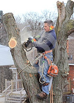 Arborist At Work