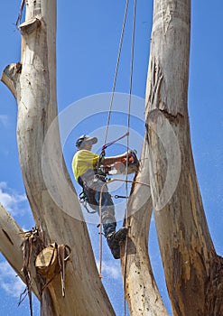 Arborist at work felling large tree 2