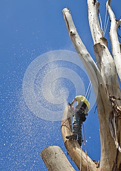 Arborist at work felling large tree photo