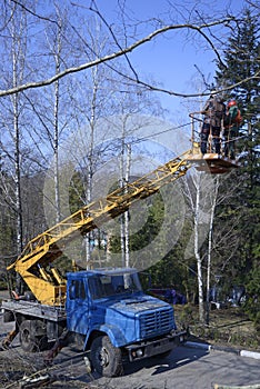 Arborists cut branches of a tree with chainsaw using truck-mounted lift, city park