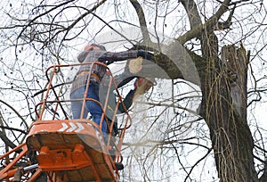 Arborists cut branches of a tree with chainsaw using truck-mounted lift. Kiev, Ukraine