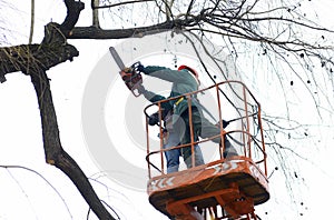 Arborists cut branches of a tree with chainsaw using truck-mounted lift. Kiev, Ukraine