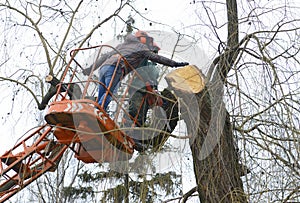 Arborists cut branches of a tree with chainsaw using truck-mounted lift. Kiev, Ukraine