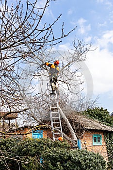 arborists cutting old walnut tree in country yard