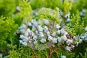 Arborvitae branch