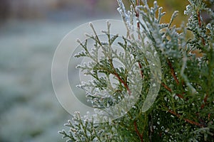 Arborvitae branch covered with frost