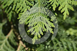 Arborvitae Compacta