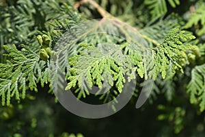 Arborvitae Compacta