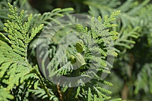 Arborvitae Compacta