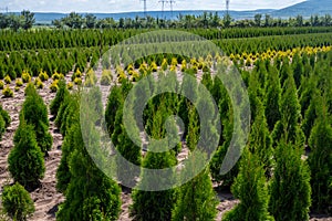 Arborvitae. Goldstrike Cedar. Nursery for many green Thuja in nature.