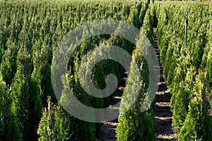 Arborvitae. Goldstrike Cedar. Nursery for many green Thuja in nature.