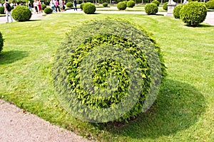 Arborvitae (lat. Thuja) round bush photo