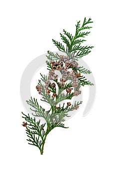 Arborvitae Leaf Sprig with Pine Cones