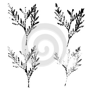 Arborvitae leaves impression