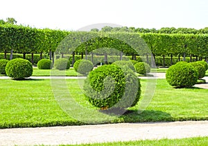 Arborvitae in the shape of a ball in a park