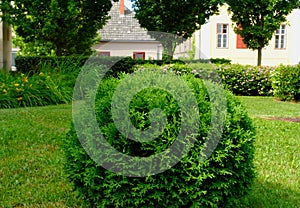 Arborvitae sphere shaped conifer small shrub in formal garden