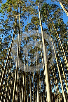 Arbour Eucalyptus photo