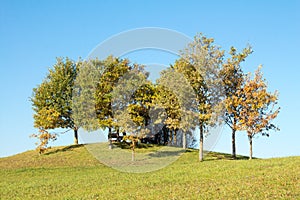 Arbour among the trees