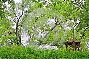 An arbour under high tree in Pereslavl-Zalessky city