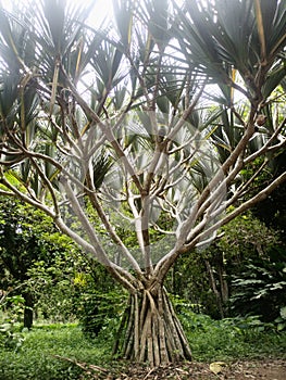 Arbre, Jardin Botanique de Kisantu photo