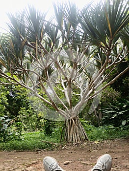 Arbre, Jardin Botanique de Kisantu