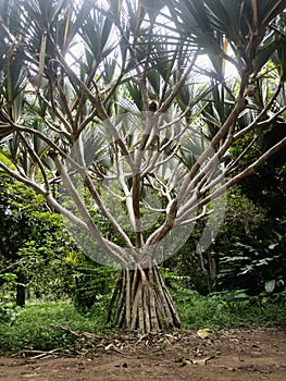 Arbre, Jardin de Kisantu