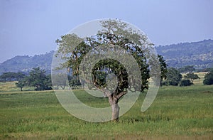 ARBRE A SAUCISSES kigelia africana