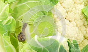 Arbustorum on cauliflower