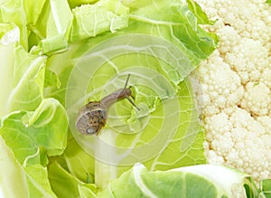 Arbustorum on cauliflower