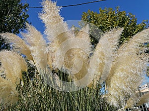 Pampas grass in Isla Cristina Huelva park, Andalucia, Spain. photo