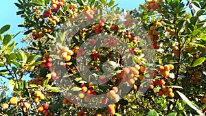 Arbustus unedo, an antique fruit tree