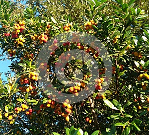 Arbustus unedo, an antique fruit tree, strawbery tree