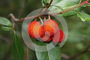 Arbutus