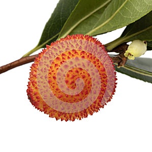 Arbutus berries on a twig on white background close up